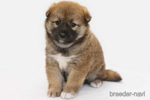 成約済の神奈川県の柴犬-286466の1枚目